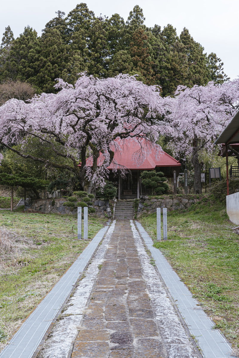 常林寺の水月観音堂前で満開の淡紫色の枝垂れ桜と石畳の参道