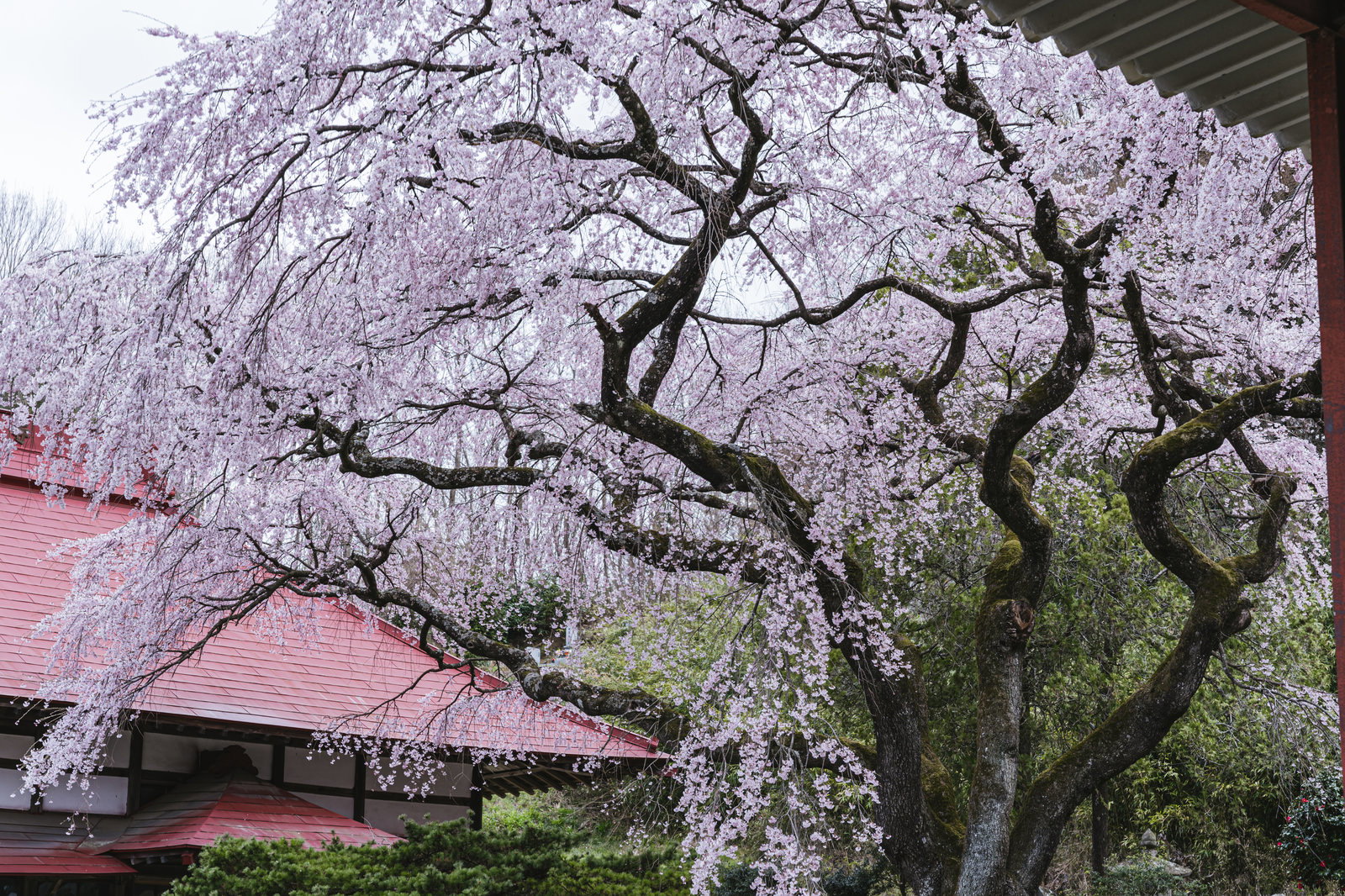 常林寺の境内で満開に咲く一本桜と赤い屋根の建物