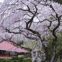 福島県郡山市・常林寺の境内に咲く満開の一本桜の写真