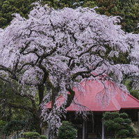 常林寺境内の水月観音堂と満開の枝垂れ桜の写真