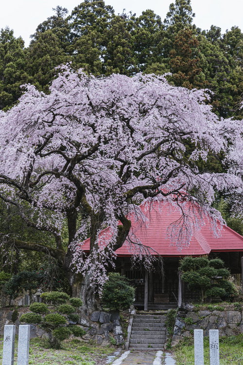 常林寺境内の水月観音堂と満開の枝垂れ桜