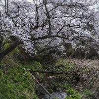 春の訪れと伊勢桜下を流れる小川の白紫色の花と新緑の写真