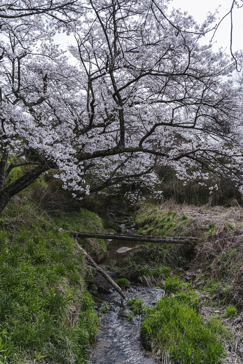 満開の桜の木と倒木がある小川の春景色