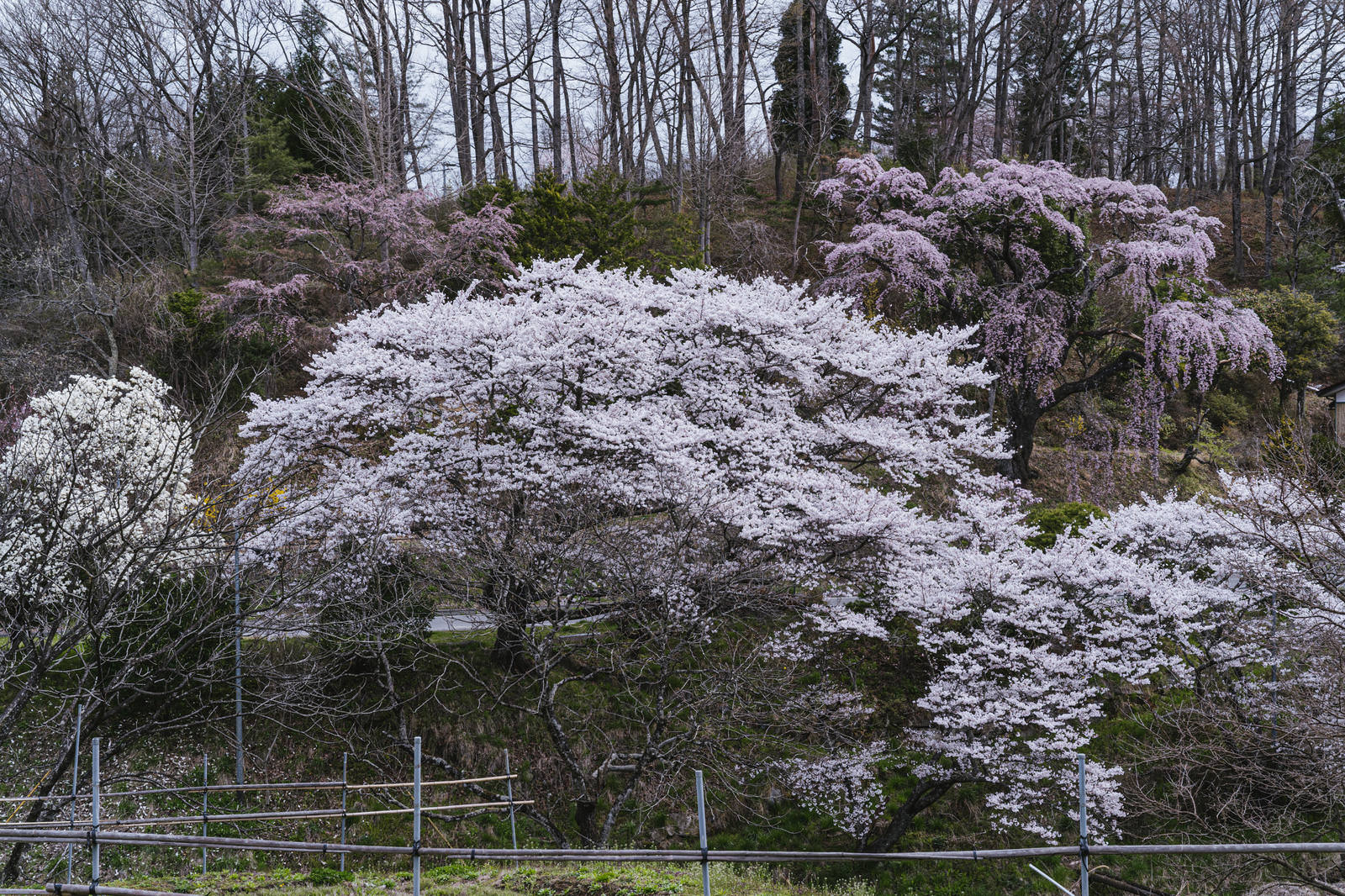 山の斜面に咲く伊勢桜としだれ桜