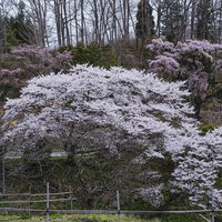 伊勢桜としだれ桜が咲く春の斜面の写真