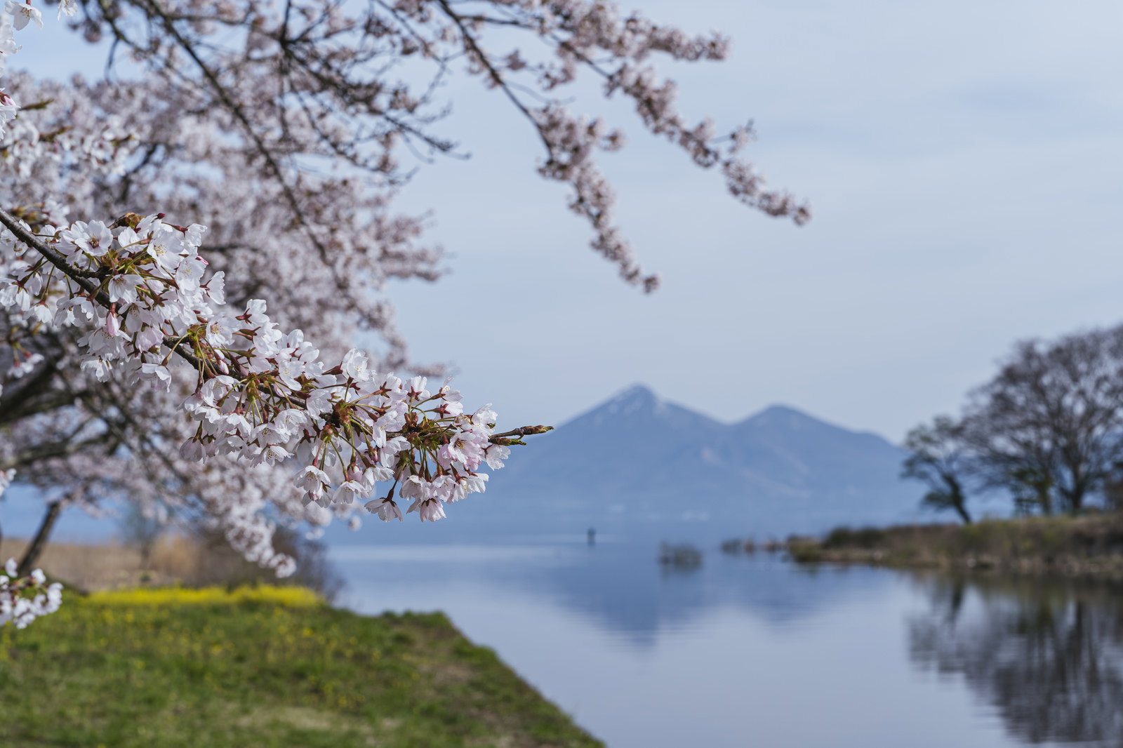 舟津公園の満開の桜並木と静かな猪苗代湖、遠くに山々が見える春の風景