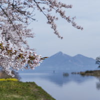 舟津川沿いに咲く満開の桜並木と猪苗代湖の春景色の写真