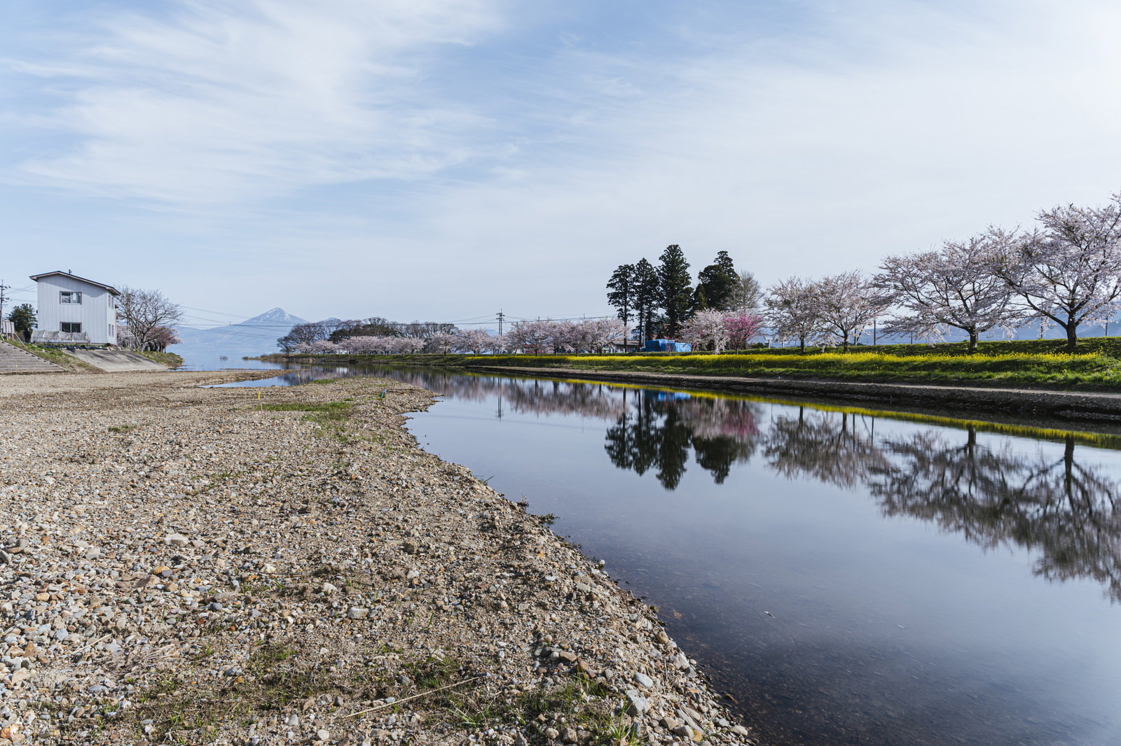 船津川沿いに満開の桜並木が続く河川敷の風景