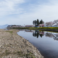 郡山市の船津川沿いに続く満開の桜並木と散策路の写真