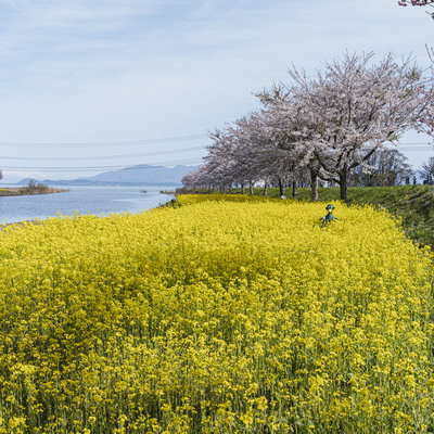 田園風景の畦道に咲く一本桜の写真素材 - フリー素材ぱくたそ