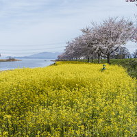 菜の花畑に隠れた河童像と桜並木、春の湖畔風景の写真