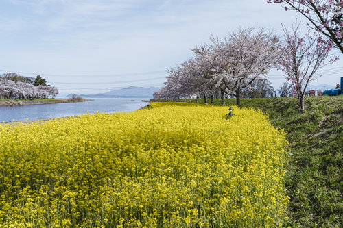 菜の花畑に隠れた河童像と桜並木、春の湖畔風景