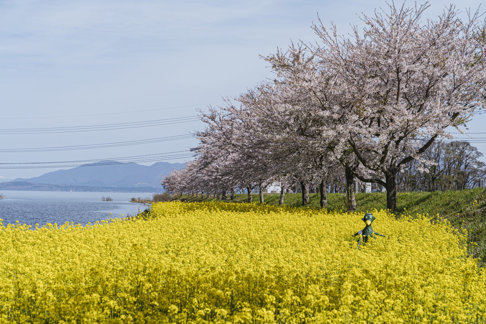 舟津公園の湖畔に満開の白い桜の木が並び、手前に黄色い菜の花が一面に咲く春の風景