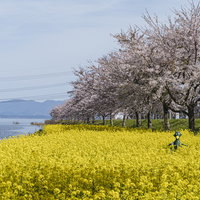 舟津公園の桜並木と菜の花畑の写真