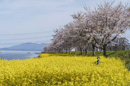 舟津公園の桜並木と菜の花畑