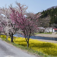 郡山市の船津川に咲く桜並木と菜の花の春風景の写真
