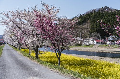 郡山市の船津川に咲く桜並木と菜の花の春風景