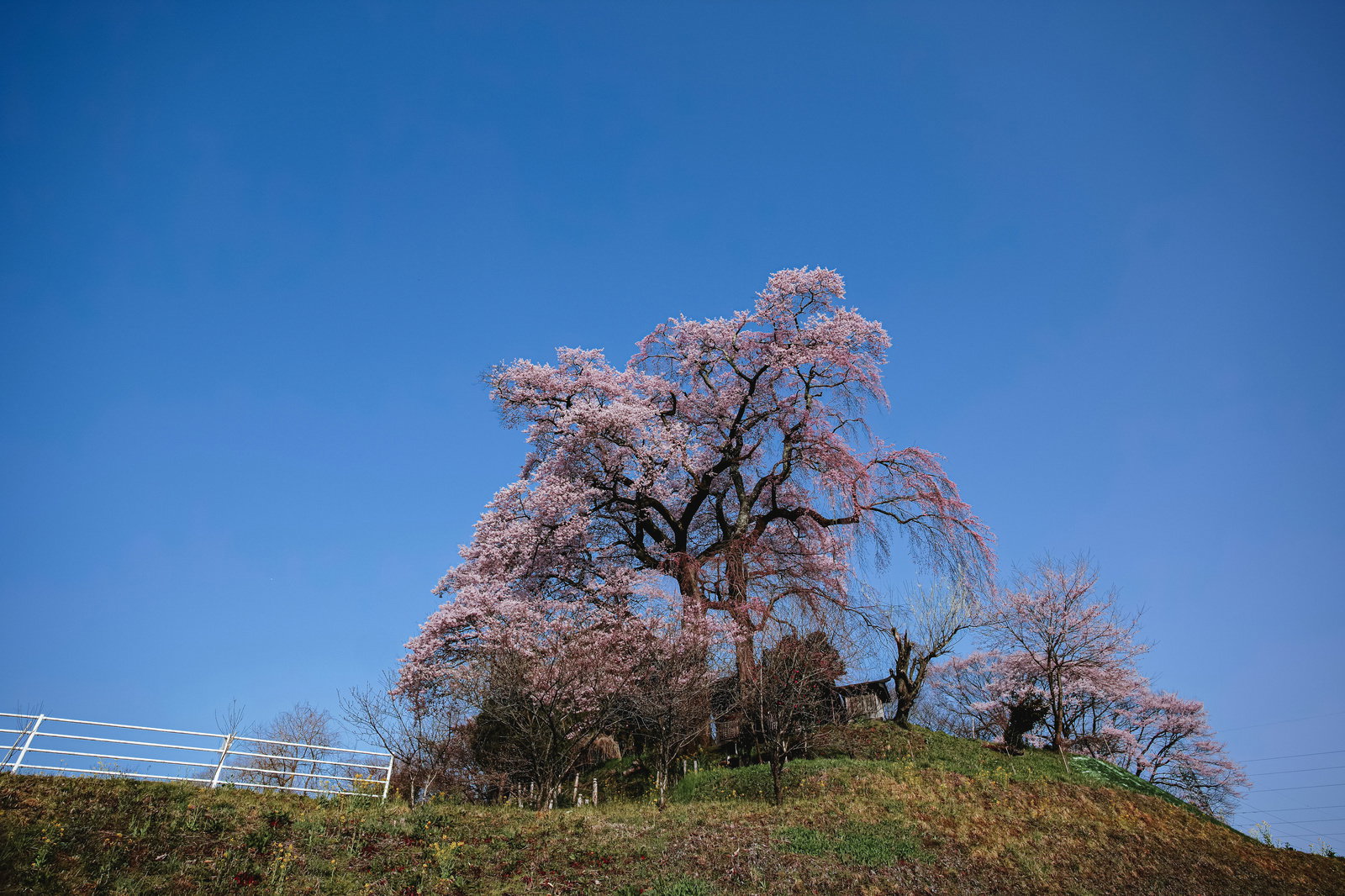 青空を背景に丘の上で満開に咲く淡いピンク色の天神夫婦桜