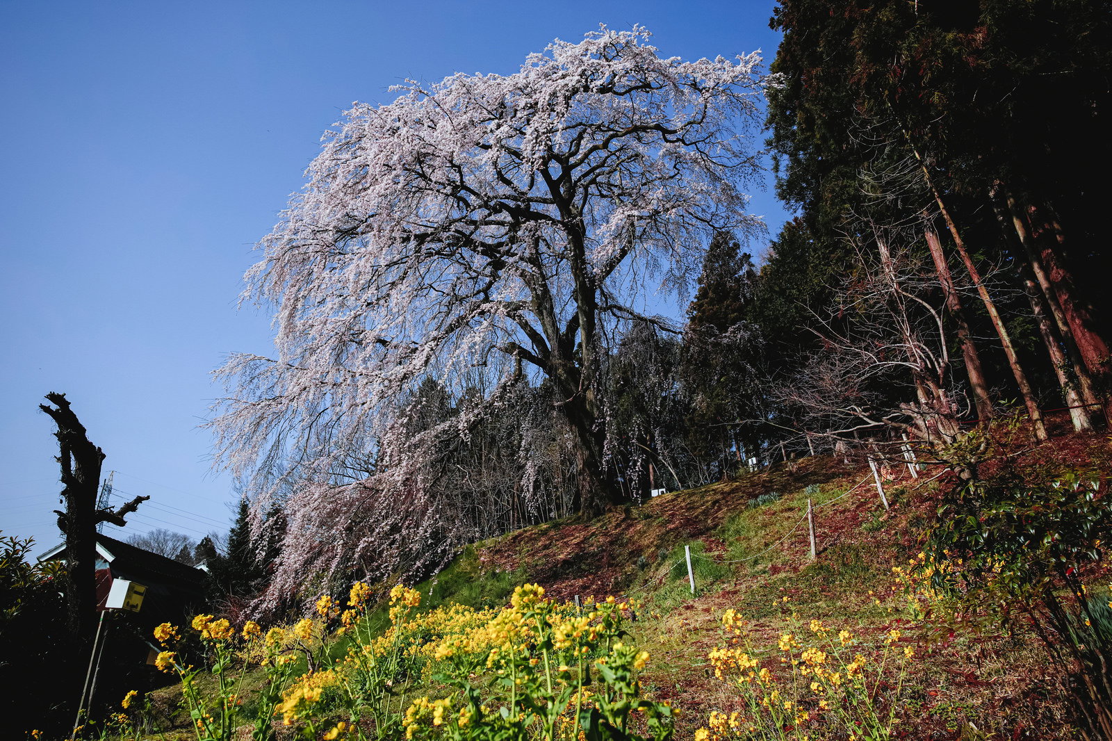 青空の下で満開に咲く樹齢200年の内出の桜と黄色い菜の花畑