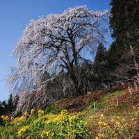 樹齢200年を超える内出の桜と菜の花畑の春景色の写真
