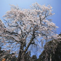 青空に広がる内出の桜（老木・満開）の写真
