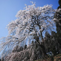聳え立つ枝垂れ桜、満開の内出のサクラ、福島県郡山市の春の名所の写真