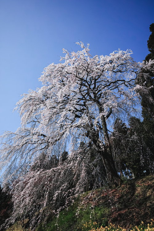 聳え立つ枝垂れ桜、満開の内出のサクラ、福島県郡山市の春の名所