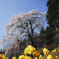 青空を背景に咲く満開の枝垂れ桜の写真