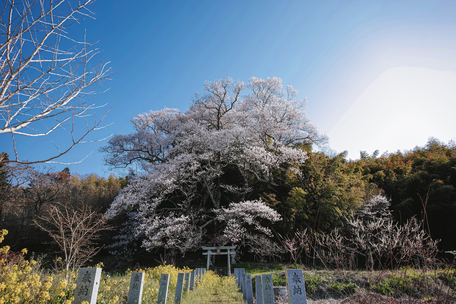 青空の下、白い鳥居の奥に満開の桜が咲く神社の風景