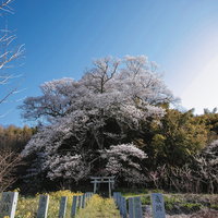 満開の大和田稲荷神社の子授け桜と白い鳥居の写真