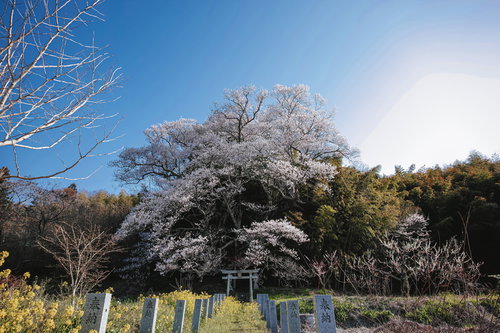満開の大和田稲荷神社の子授け桜と白い鳥居