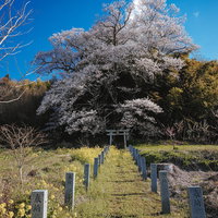 大和田稲荷神社の子授け櫻と連なる鳥居、青空の下で満開に咲く春景の写真