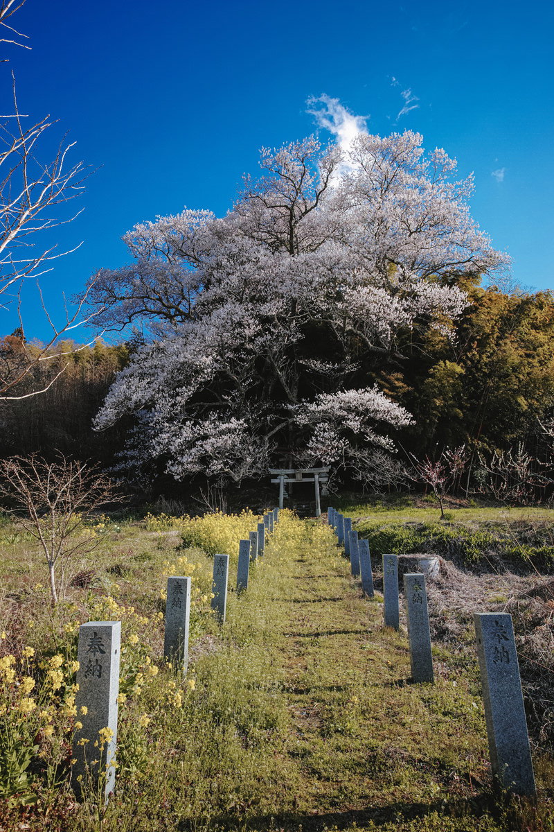 青空の下で満開に咲く大和田稲荷神社の子授け櫻と手前に並ぶ鳥居