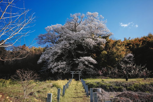 晴れた青空と満開の子授け櫻と参道の石段