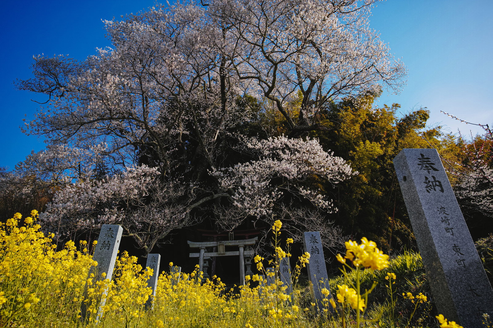 菜の花ロードに咲く満開の子授け櫻と黄色い菜の花畑の春景色