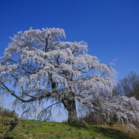 青い空に映える満開の一本桜、福島県郡山市の五斗蒔田桜の写真