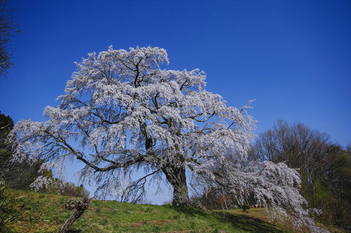 青い空に映える満開の一本桜、福島県郡山市の五斗蒔田桜