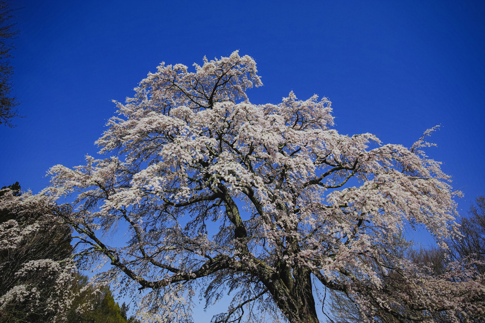 青い空を背景に満開の白い花で覆われた大きな一本桜