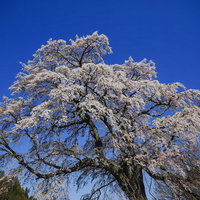 青い空に浮かぶ満開の一本桜、樹齢古い五斗蒔田桜の写真