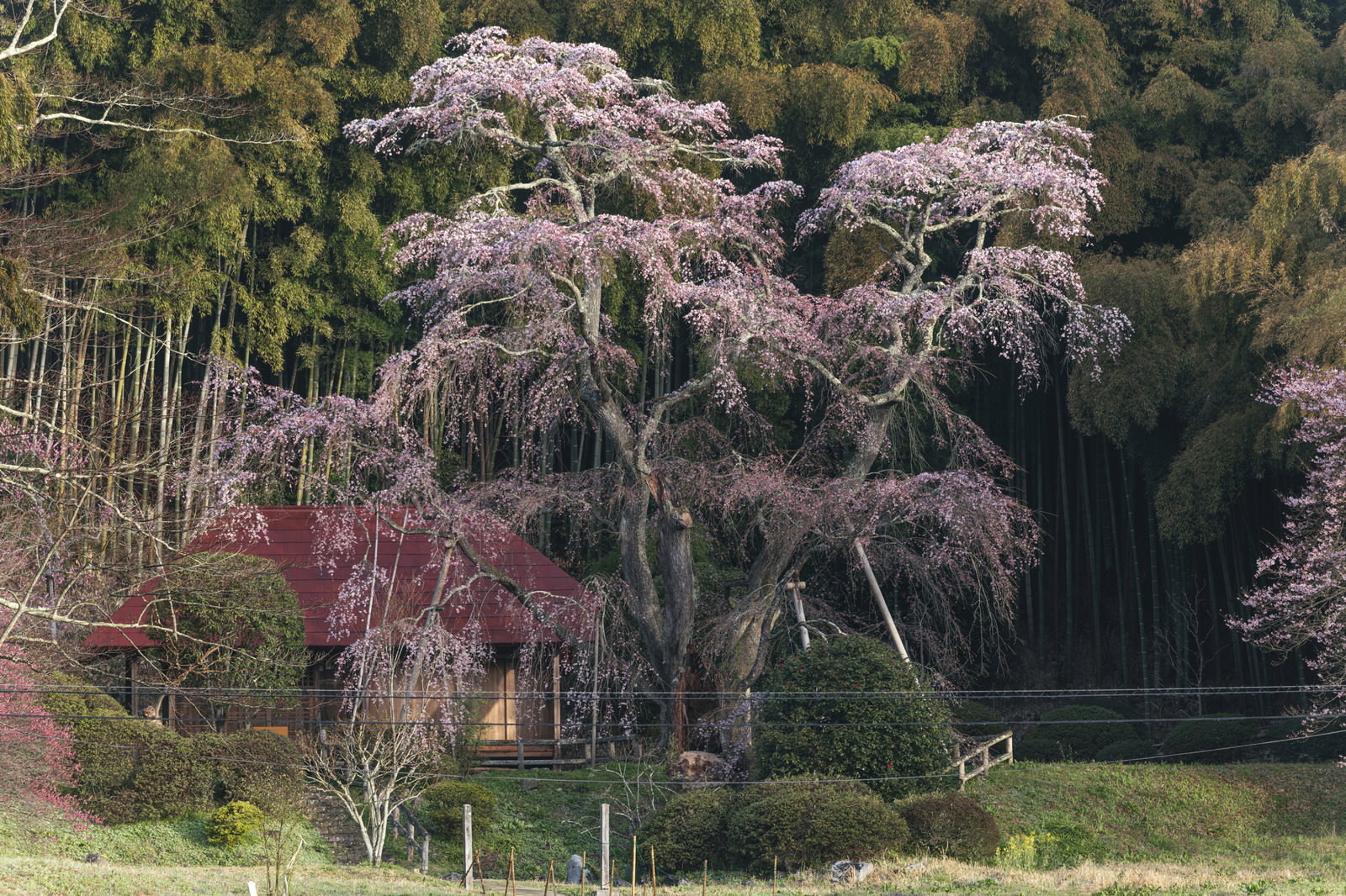 Ancient weeping cherry blossom tree (shidare-zakura) with pale purple flowers, hermitage with reddish-brown roof, and bamboo grove in background