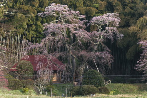 竹林を背に咲く樹齢古い枝垂れ桜の大木