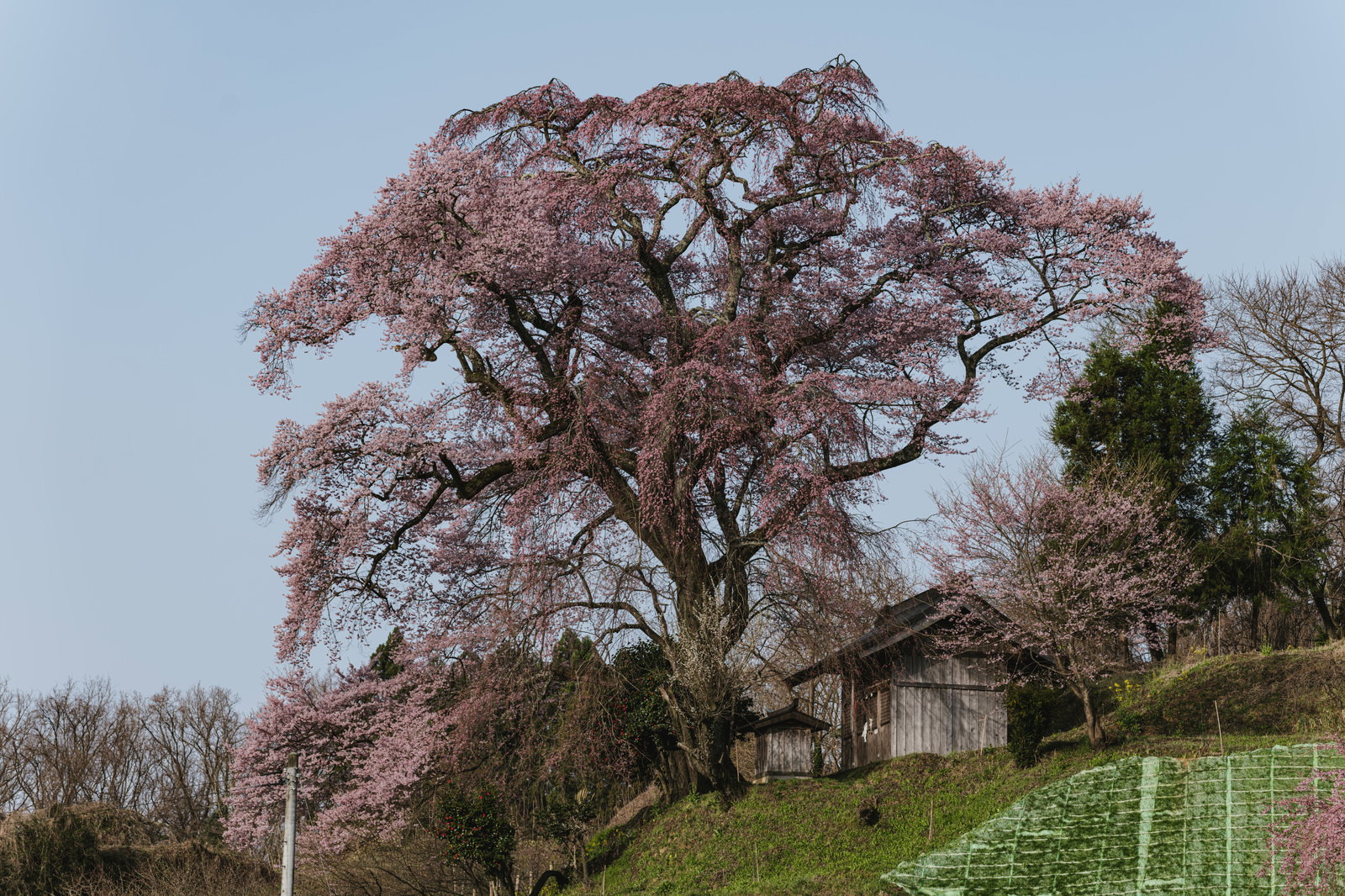 丘の斜面に咲く天神夫婦桜の枝垂れ桜古木