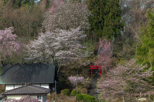 赤い鳥居と満開の桜が彩る春の神社参道