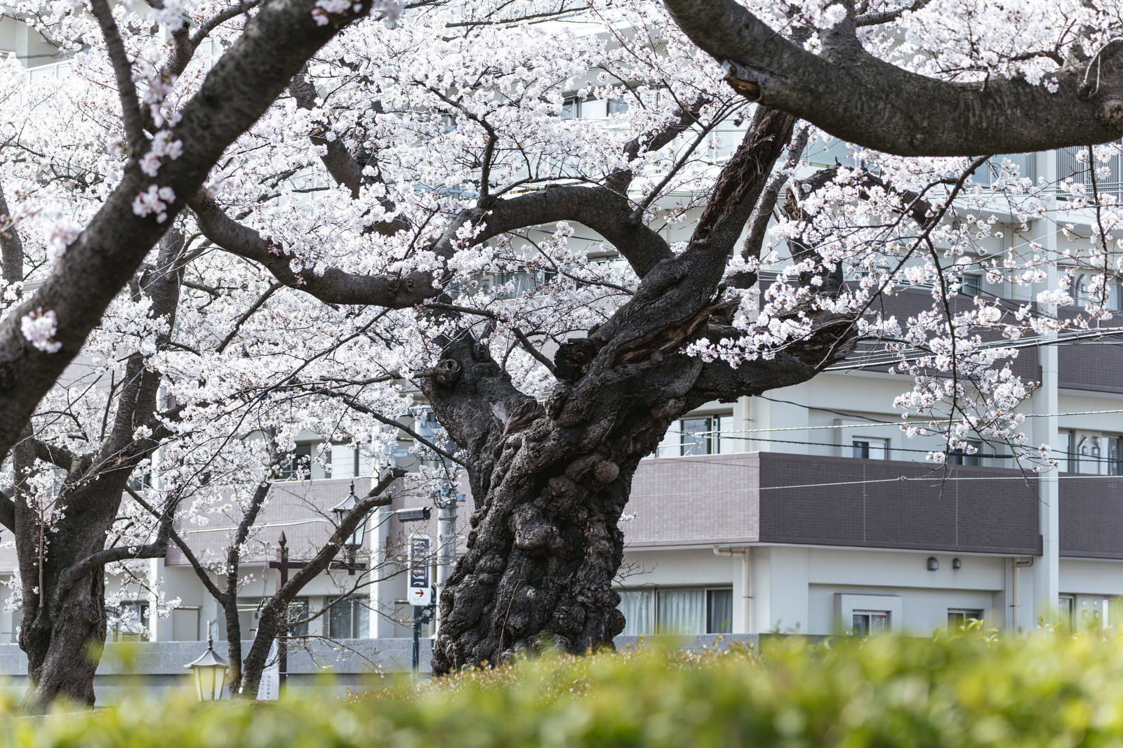 開成山公園で満開に咲く染井吉野の桜並木と住宅街の風景