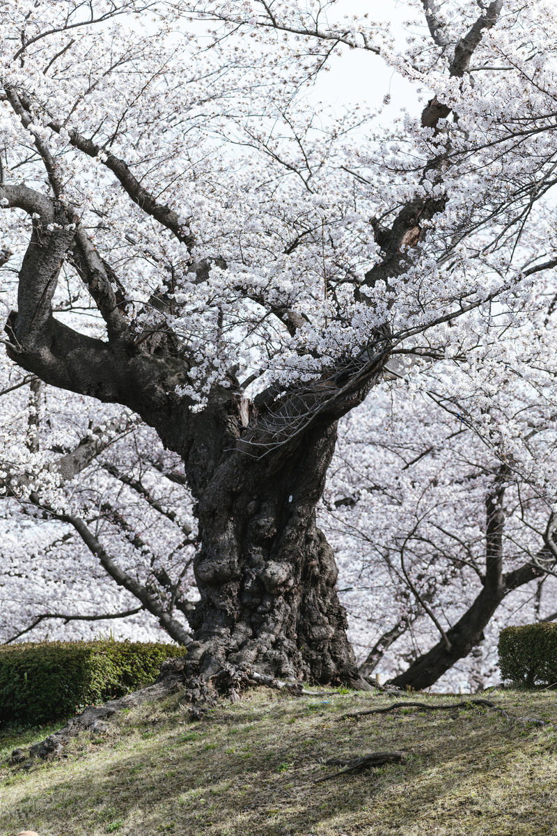 開成山公園に立つ日本最古のソメイヨシノの巨木が満開の花を咲かせている