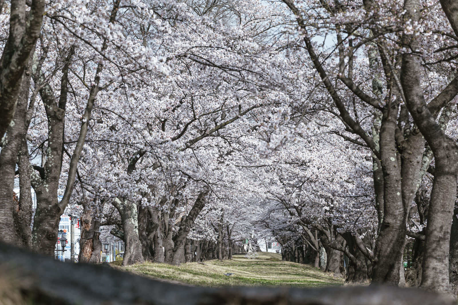 Cherry blossoms in full bloom lining both sides of the path at Kaizozan Park
