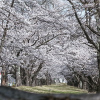 開成山公園の桜並木が満開のトンネル の写真