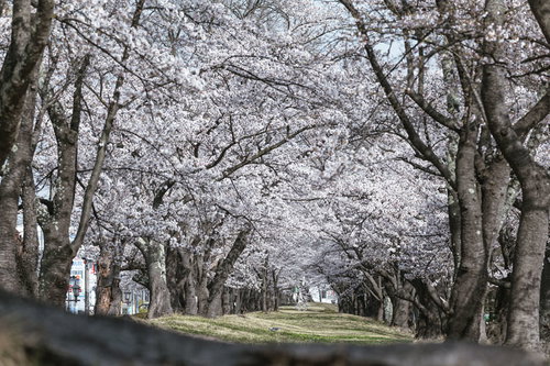 開成山公園の桜並木が満開のトンネル 