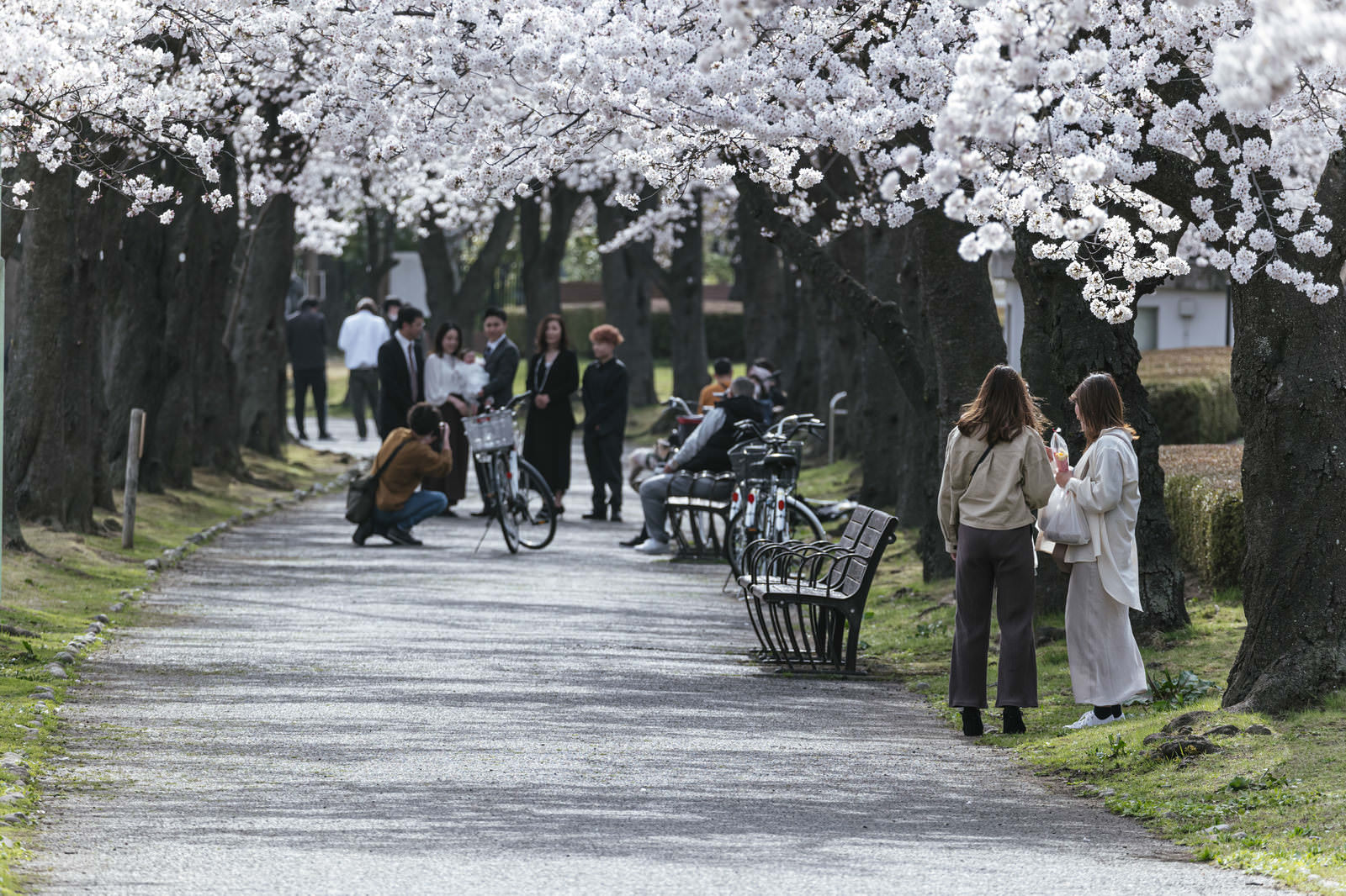 満開の桜並木の下で花見を楽しむ人々が写る開成山公園の春景色