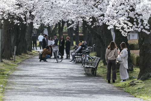 福島県郡山市の開成山公園で満開の桜並木の下で花見をする人たち